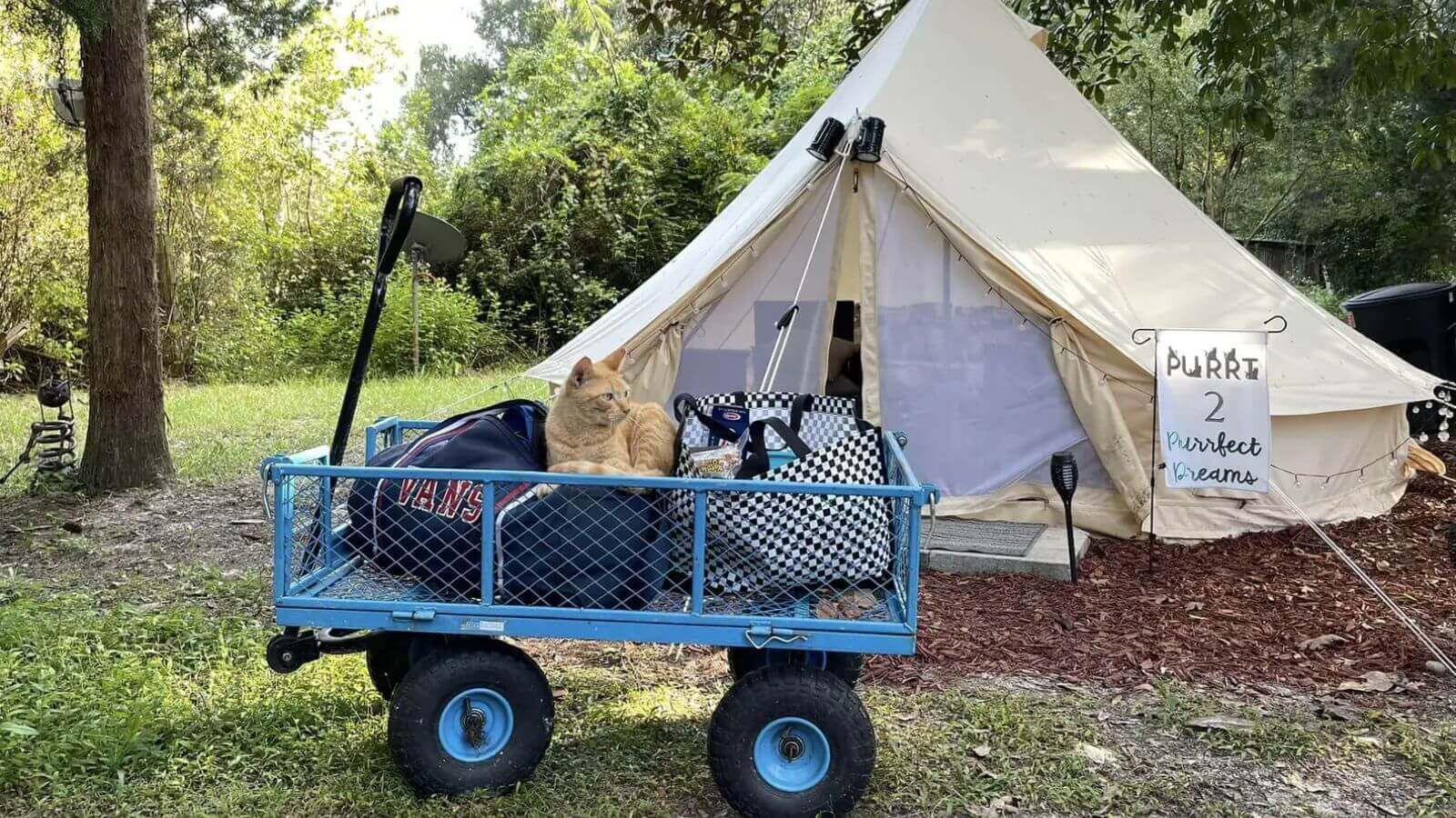 Casal cria santuário onde viajantes podem acampar com centenas de gatos