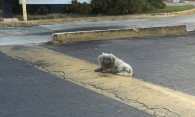 Cachorro abandonado embaixo de placa de drive-thru