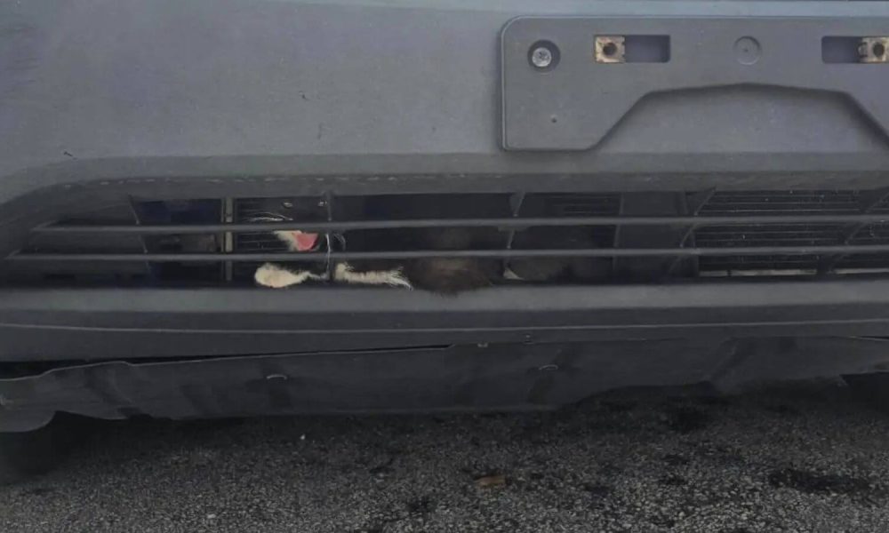 Gatinho preso em para-choque de carro