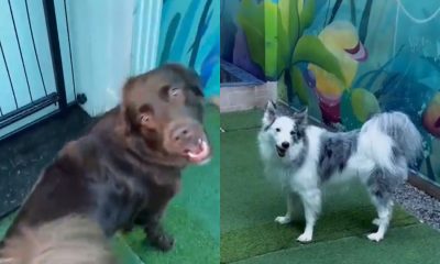 Creche para cachorros grava reação dos pets ao ouvir as vozes dos tutores