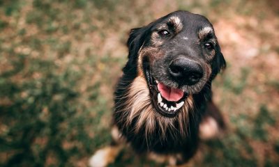 Dia Mundial do Cachorro reforça conscientização de abandono e maus-tratos