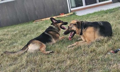 Dois cachorros da raça pastor alemão em gramado