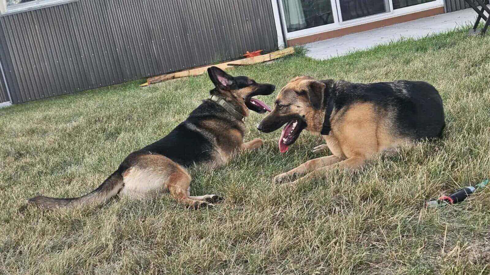 Dois cachorros da raça pastor alemão em gramado