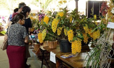 Festa das Orquídeas de Várzea Paulista terá variedade de flores