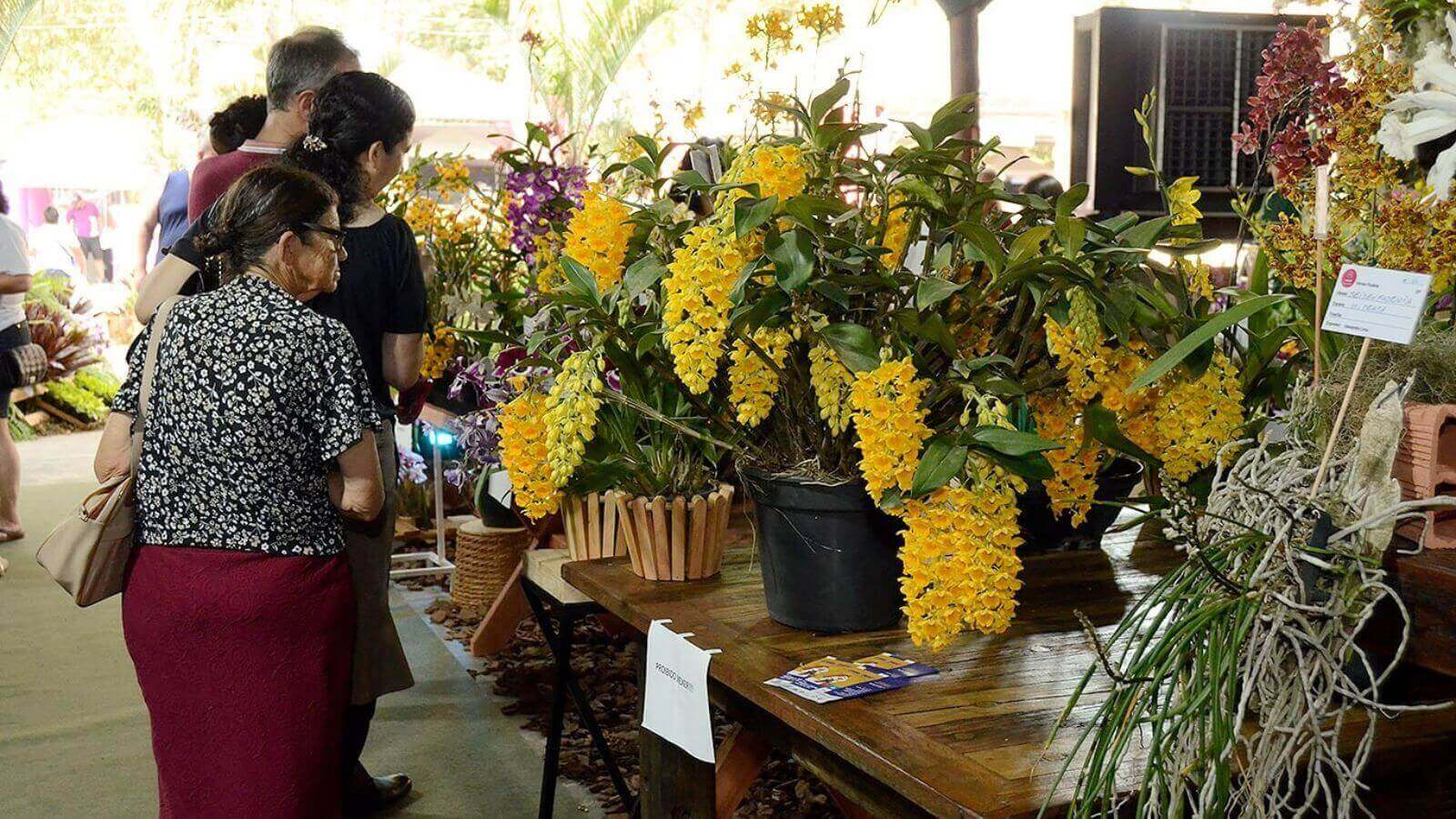 Festa das Orquídeas de Várzea Paulista terá variedade de flores