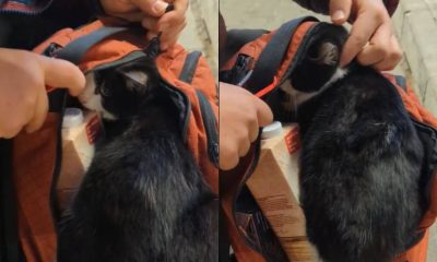 Gato de rua pula na mochila de casal e implora para que o levem para casa