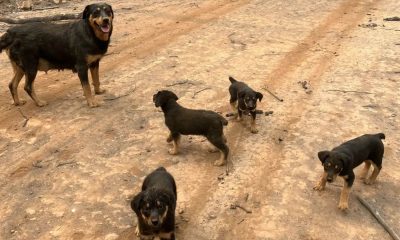 Família de cachorros em incêndio florestal