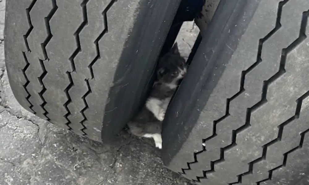 Gato preso em roda de caminhão