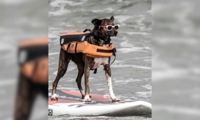 Parafina, cachorro surfista