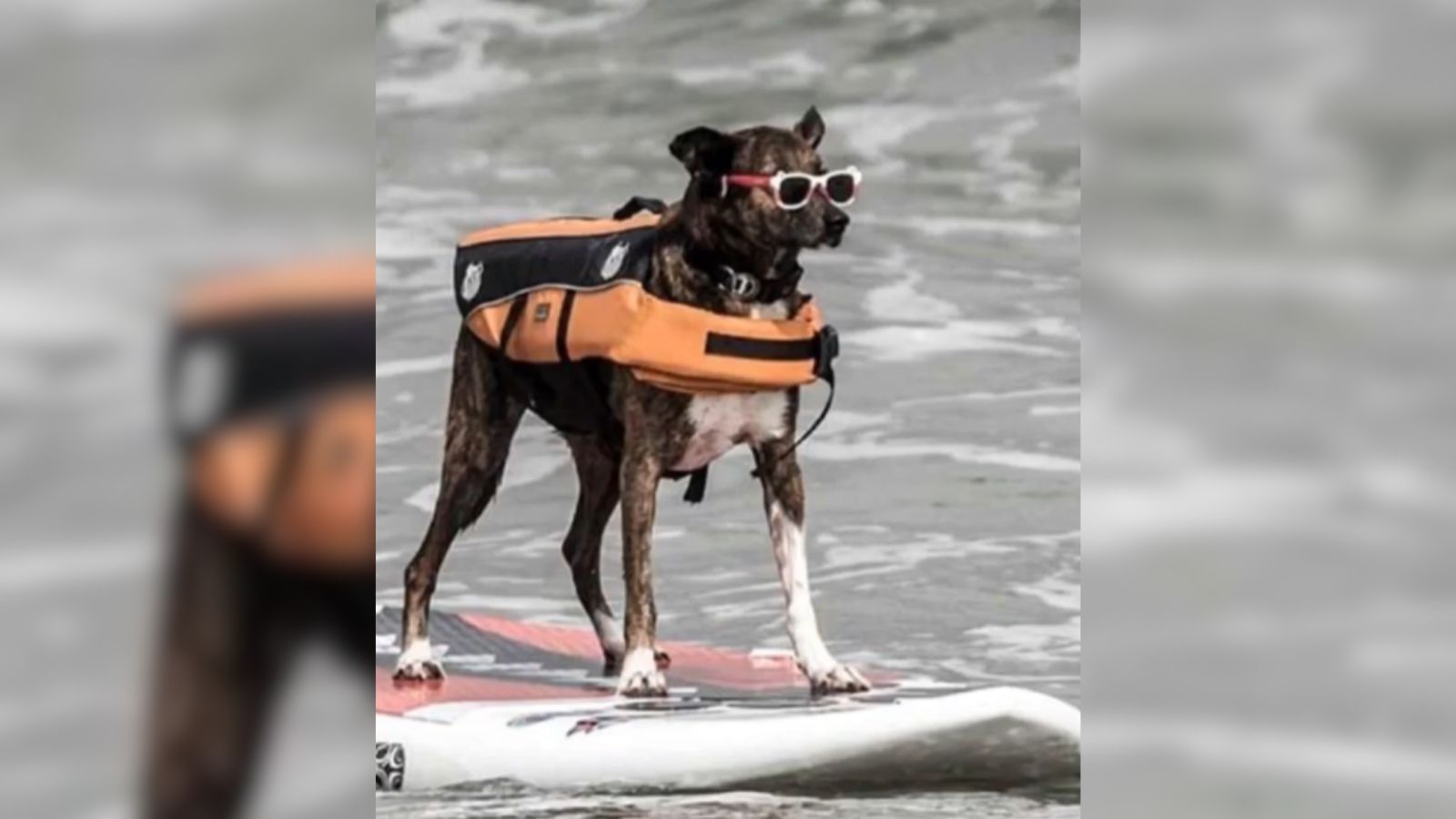 Parafina, cachorro surfista