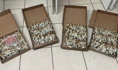 Polícia apreende mais de 100 kg de cogumelos alucinógenos em Jundiaí