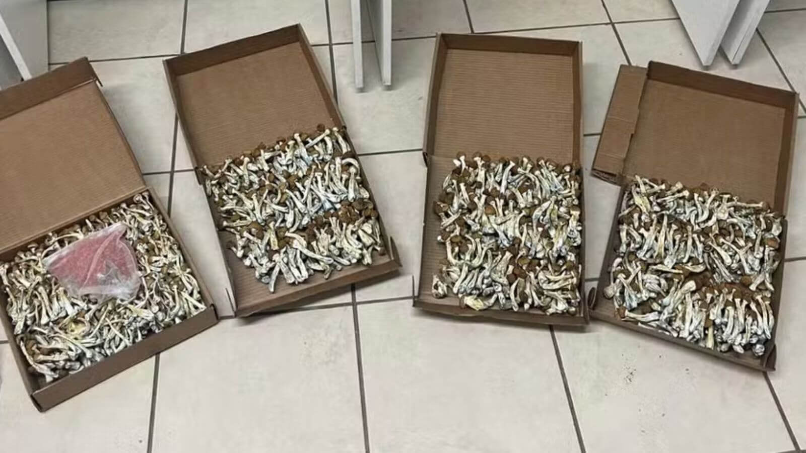 Polícia apreende mais de 100 kg de cogumelos alucinógenos em Jundiaí