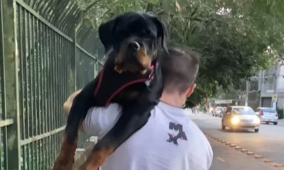 Rottweiler no colo do tutor