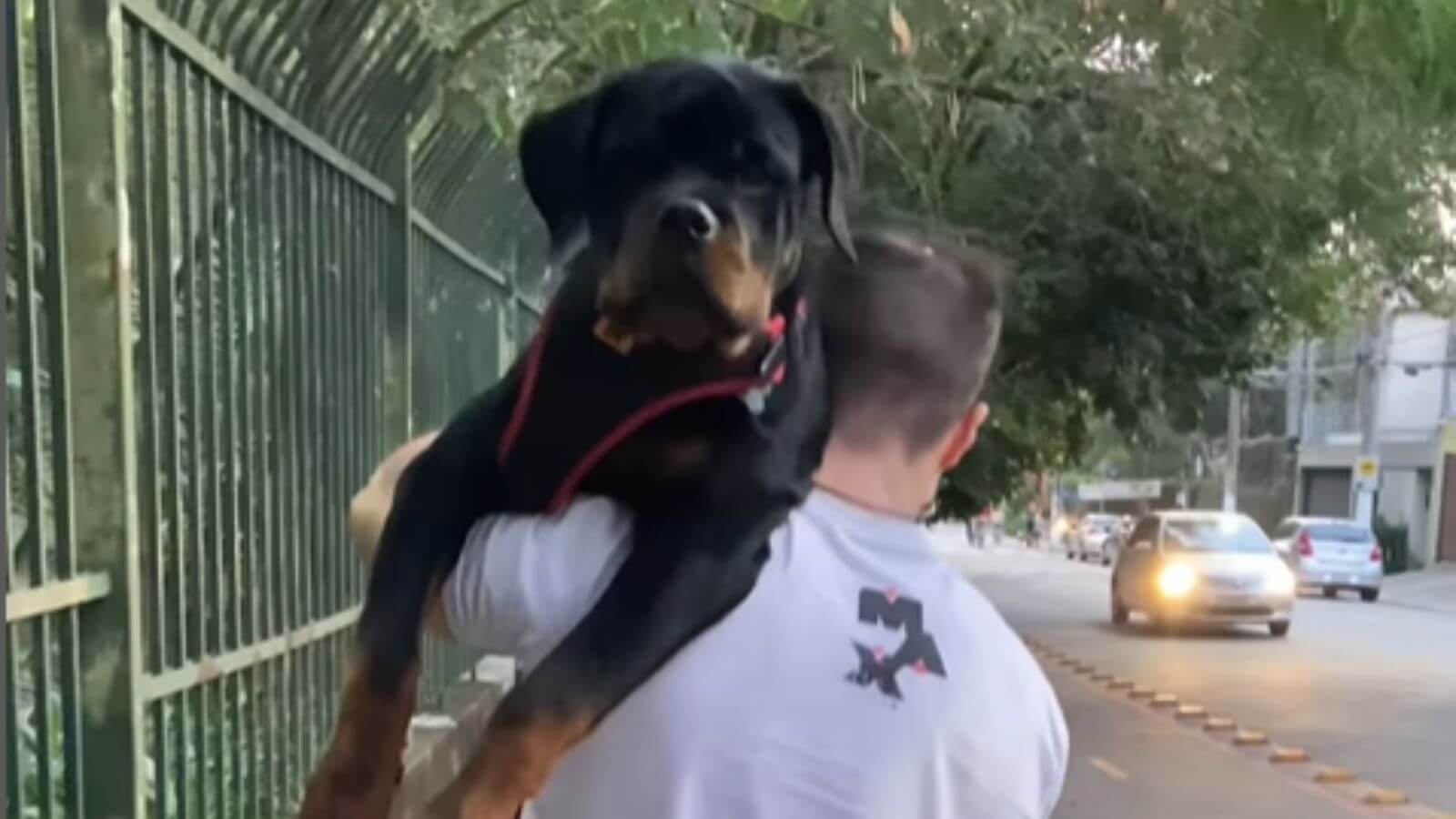 Rottweiler no colo do tutor