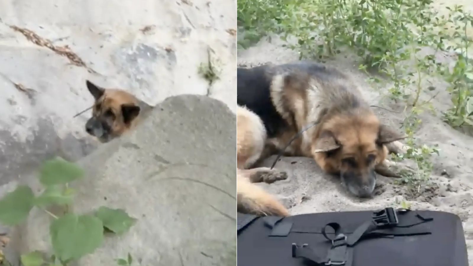 Cachorro abandonado com focinho amarrado no meio do nada