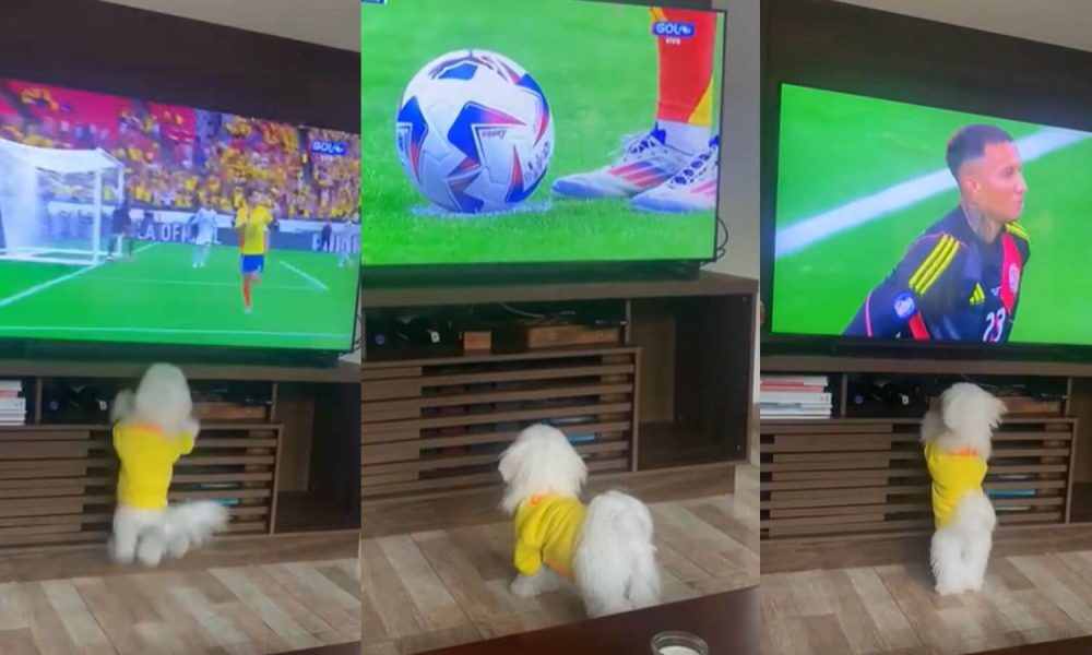 Cachorro gosta de assistir futebol