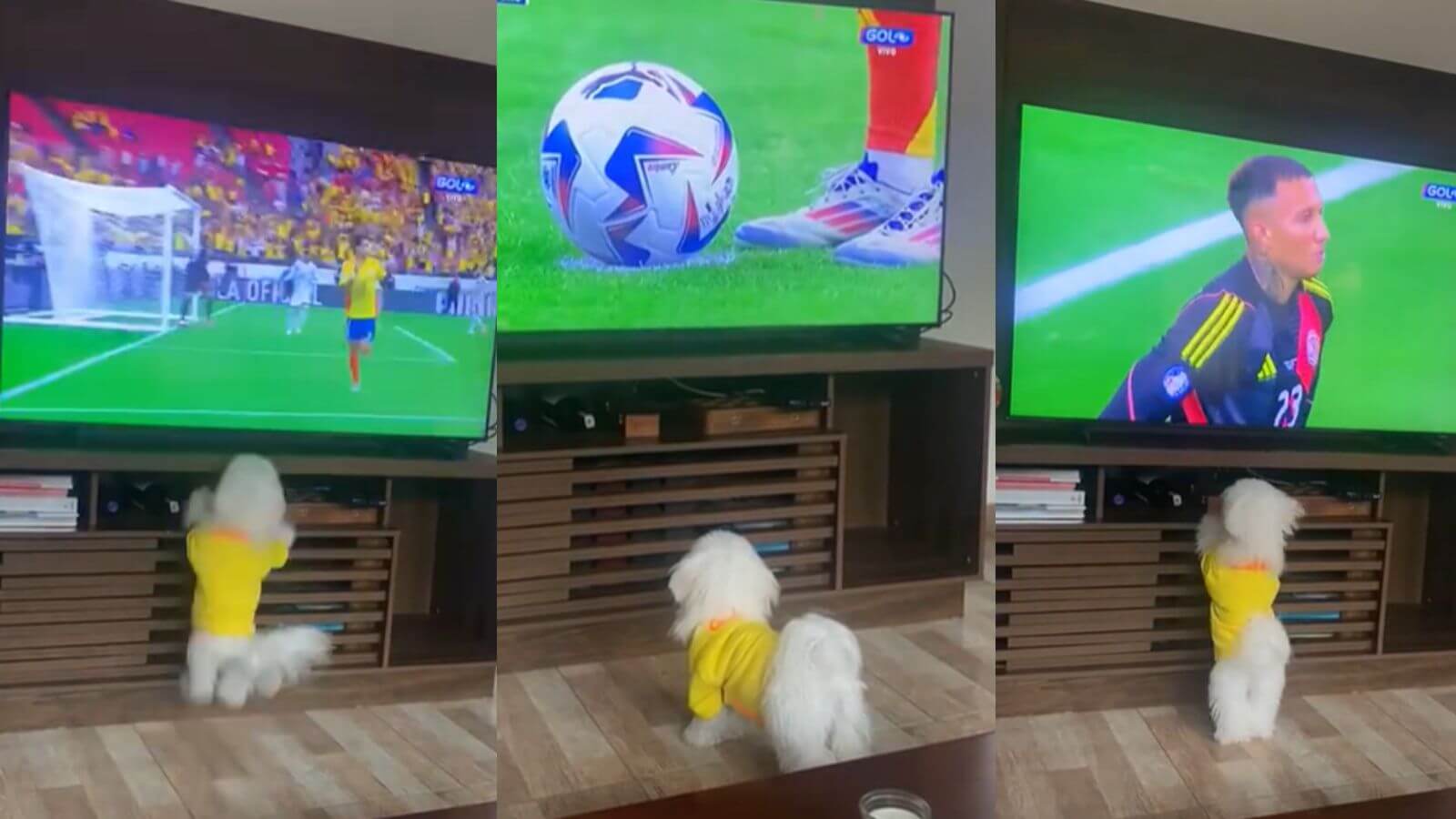 Cachorro gosta de assistir futebol