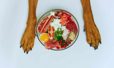 Alimentação natural para pets: prato com carnes, ovos, vegetais e frutas frescas, ilustrando uma dieta saudável e balanceada para cães.