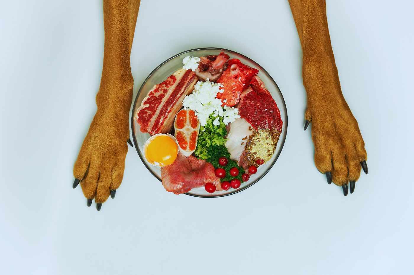 Alimentação natural para pets: prato com carnes, ovos, vegetais e frutas frescas, ilustrando uma dieta saudável e balanceada para cães.