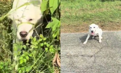 Cachorro encontra o amor em um novo lar