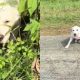 Cachorro encontra o amor em um novo lar