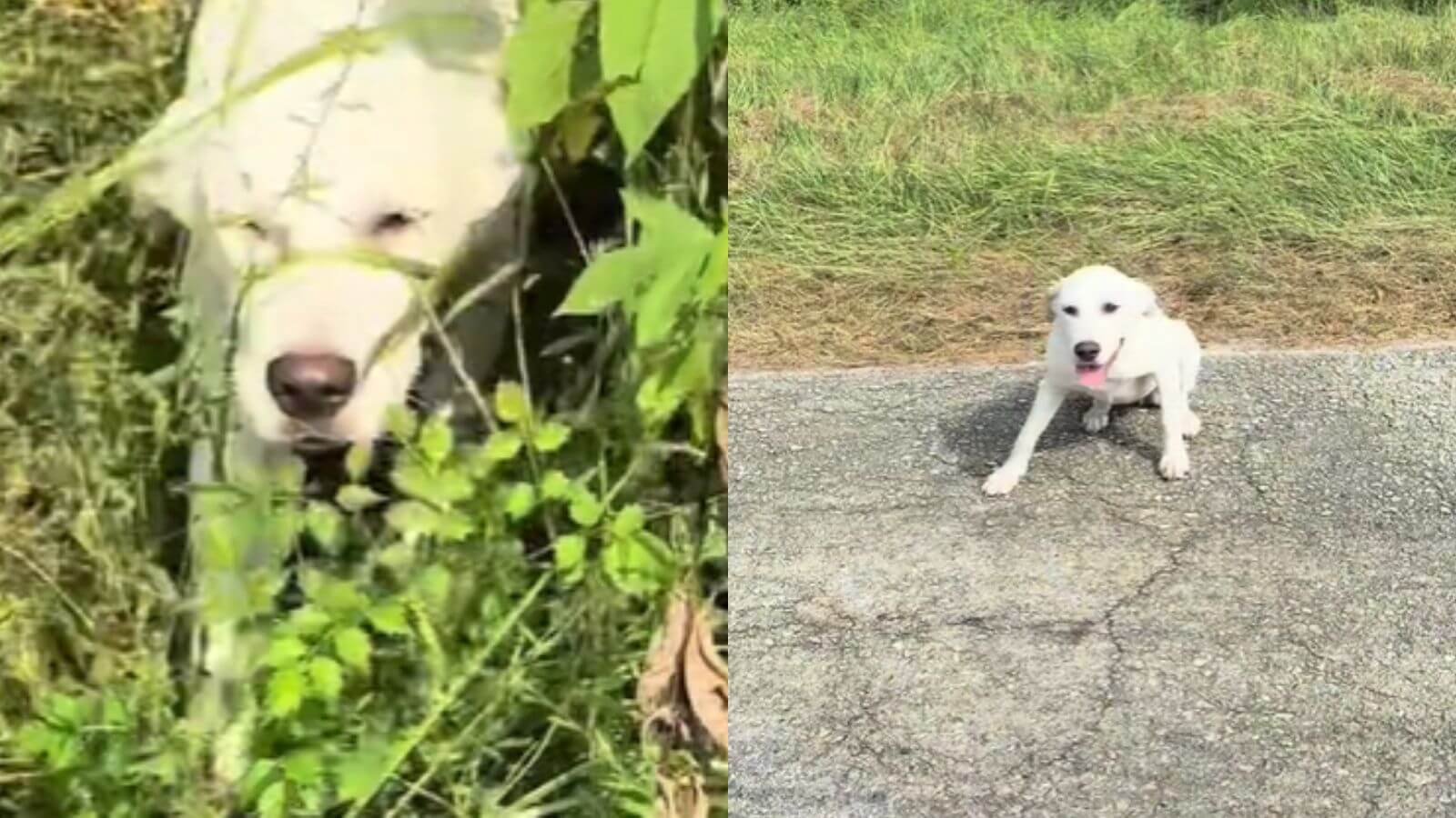 Cachorro encontra o amor em um novo lar