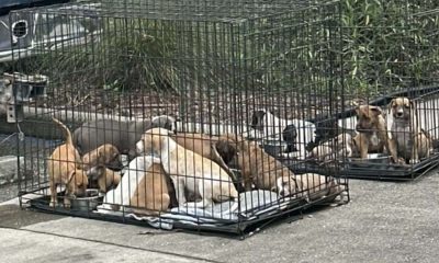 Filhotes de cachorro abandonados em gaiolas