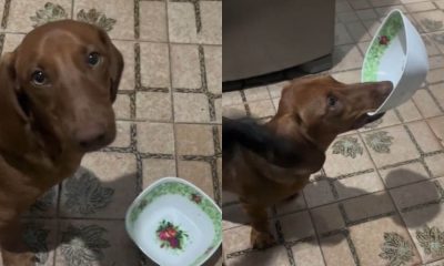 Cachorro salsicha faz protesto contra dieta