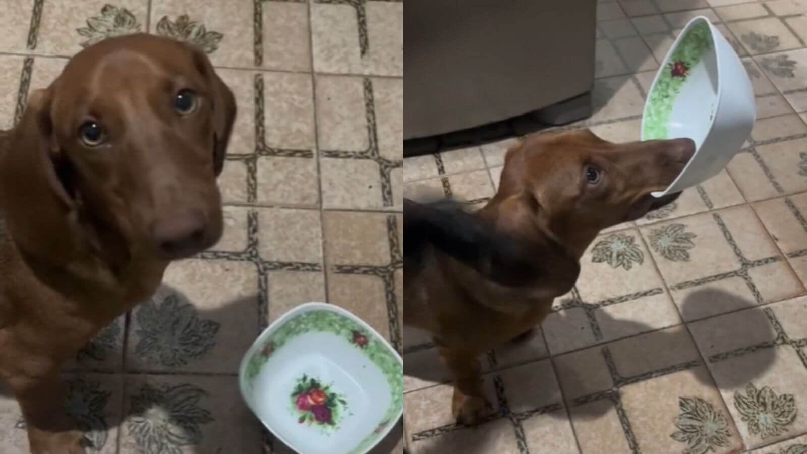 Cachorro salsicha faz protesto contra dieta