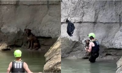 Cachorro desaparecido é resgatado de riacho