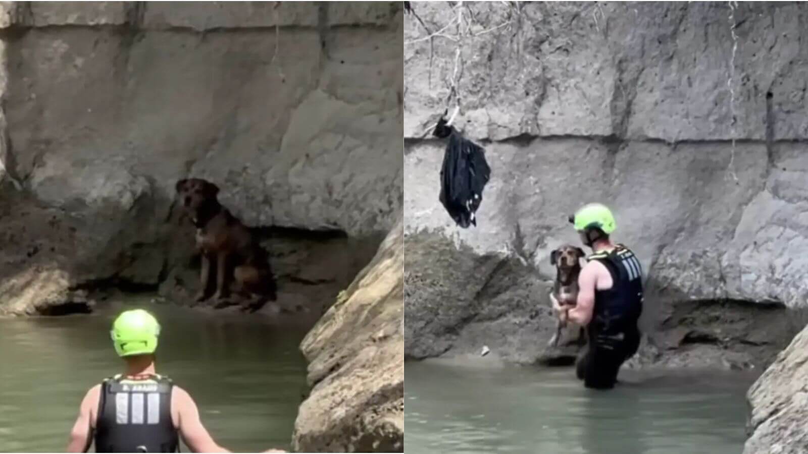 Cachorro desaparecido é resgatado de riacho