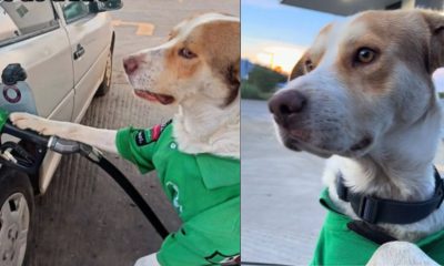 Cachorro Vira-Lata consegue emprego em posto de gasolina