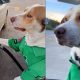 Cachorro Vira-Lata consegue emprego em posto de gasolina