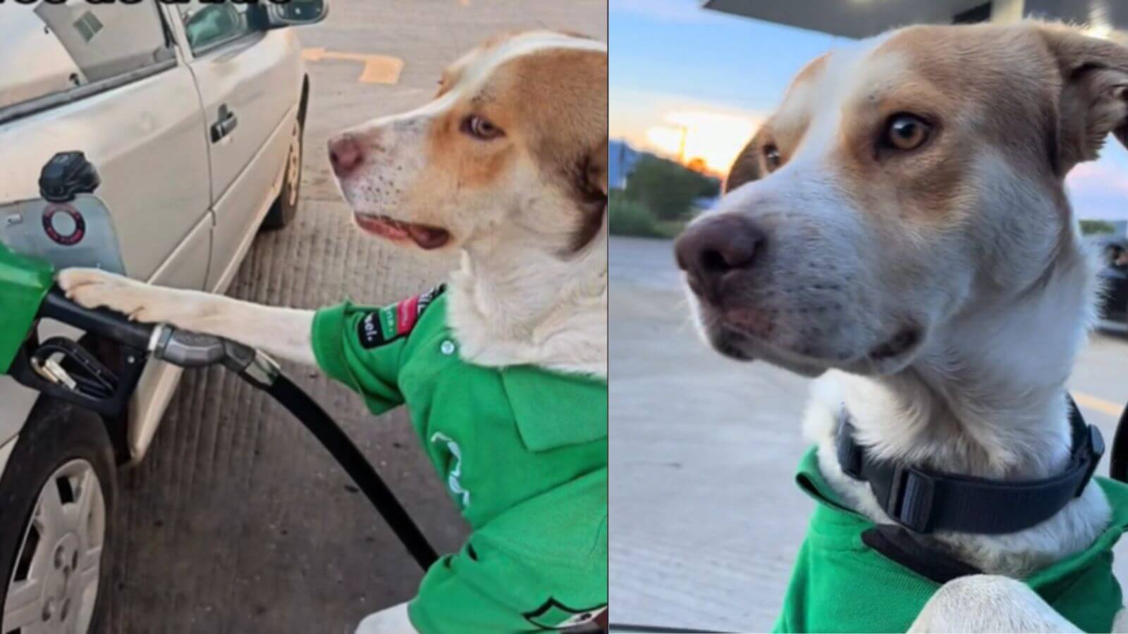 Cachorro Vira-Lata consegue emprego em posto de gasolina