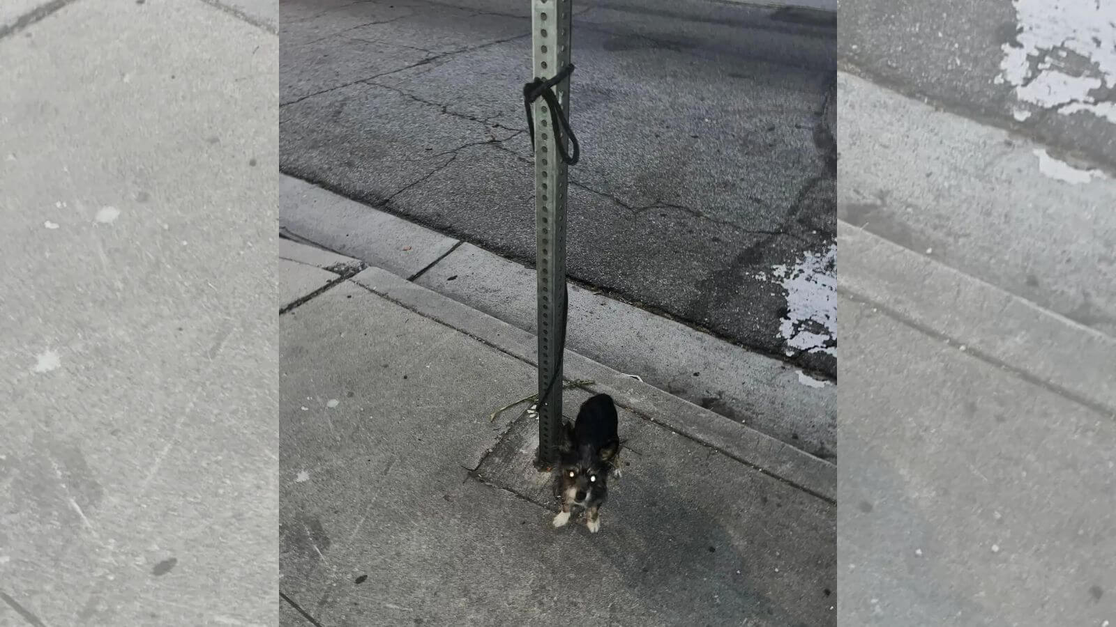 Cachorro abandonado amarrado em um poste