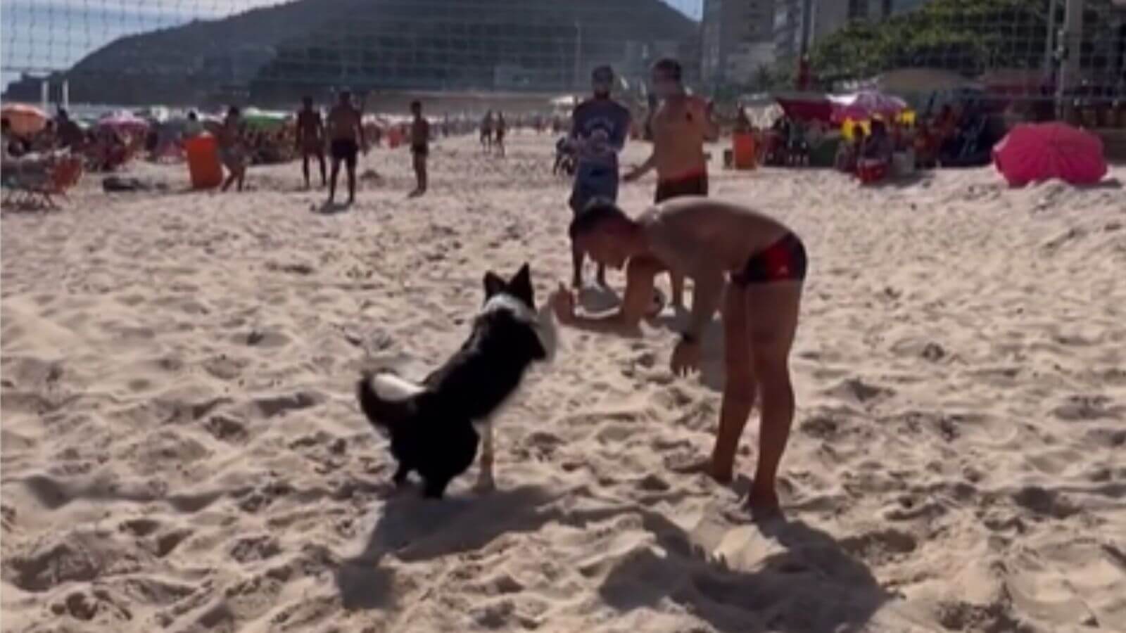 Cachorro border collie vira sensação do futevôlei