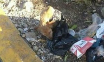 Cachorro com coluna quebrada é encontrado dentro de saco no lixão