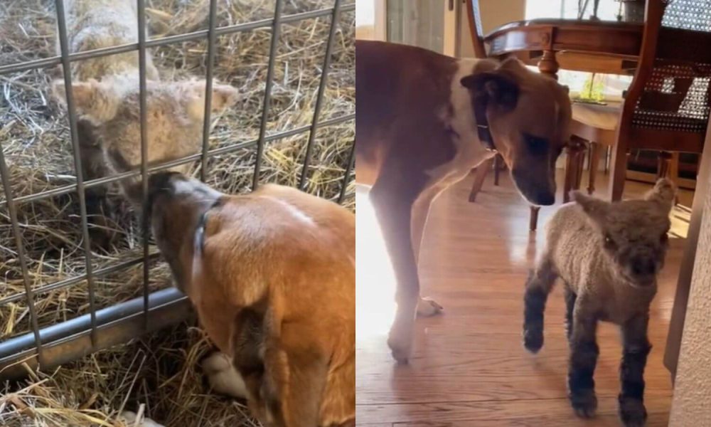 Cachorro cria cordeiro rejeitado pela mãe