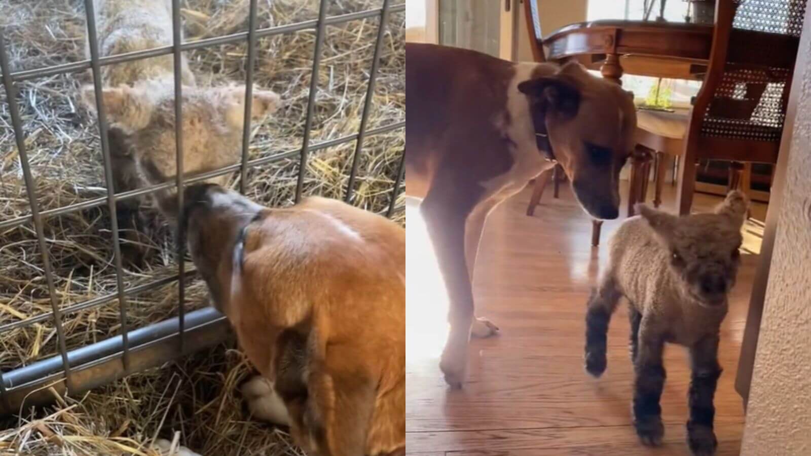 Cachorro cria cordeiro rejeitado pela mãe