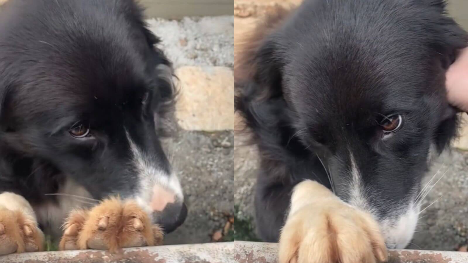 Cachorro curioso fica envergonhado ao ser flagrado espionando a vizinha