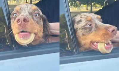 Cachorro com osso preso em mandíbula