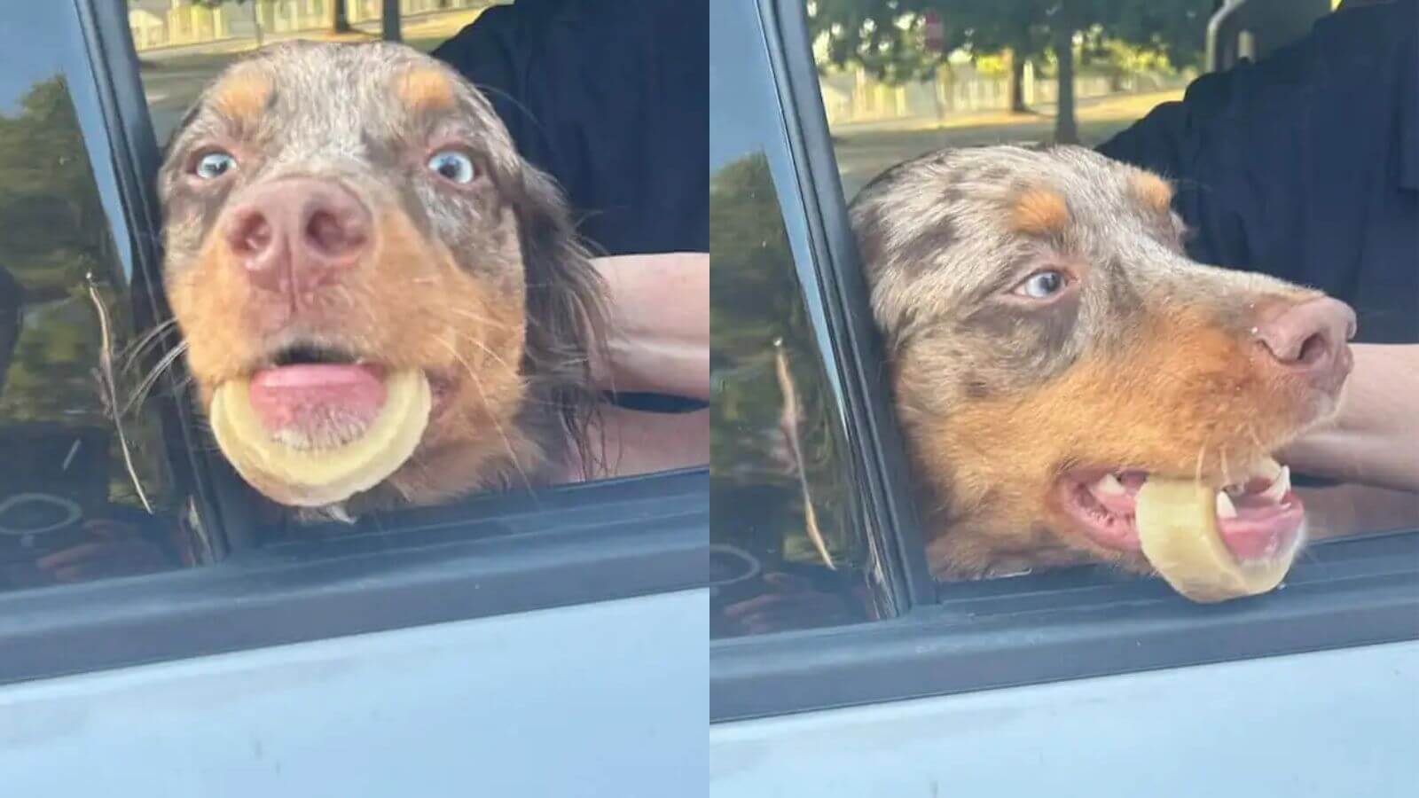 Cachorro com osso preso em mandíbula