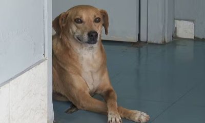 Cachorro espera por tutora no hospital por 8 anos