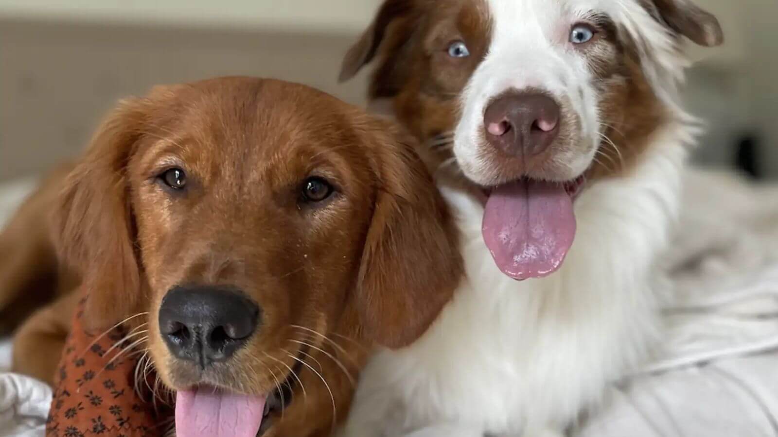 Cachorro mostra a maneira mais gentil de acordar seu irmão surdo