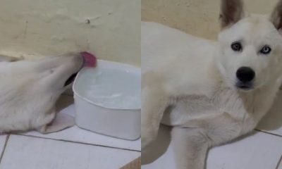 Cachorro preguiçoso conquista a internet com forma inusitada de beber água