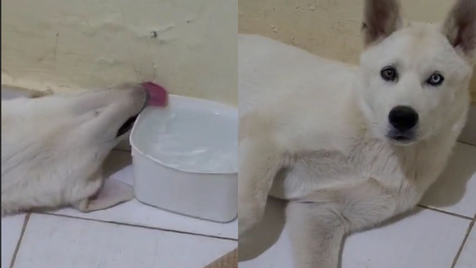 Cachorro preguiçoso conquista a internet com forma inusitada de beber água