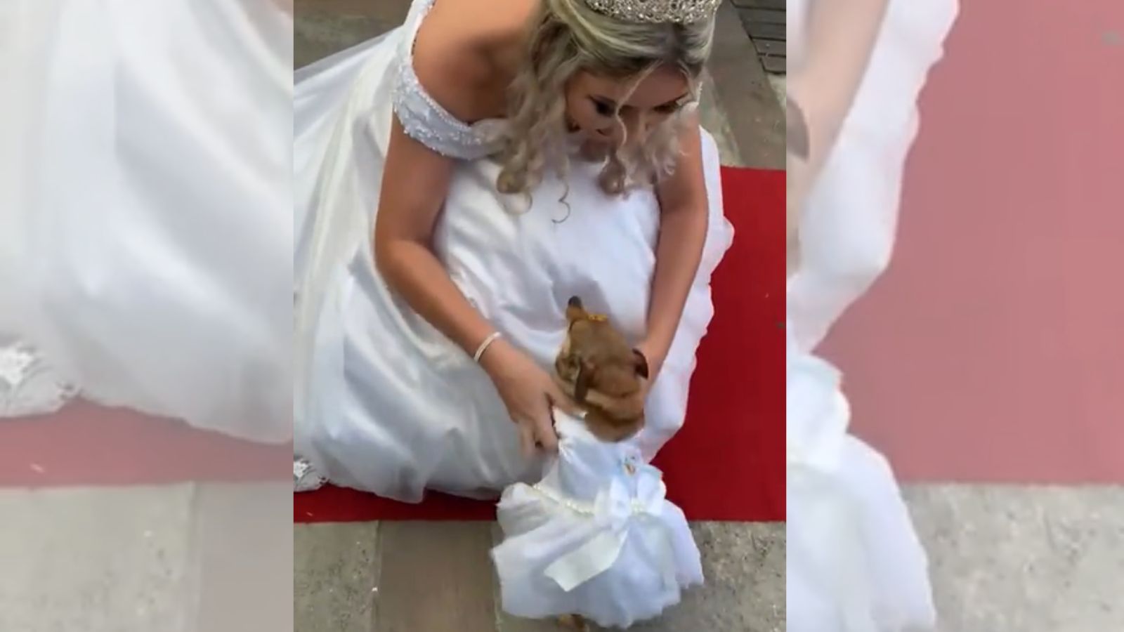 Cachorro entra em casamento com vestido de noiva