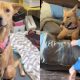 Cachorro tímido em abrigo se transforma completamente ao conhecer nova irmã