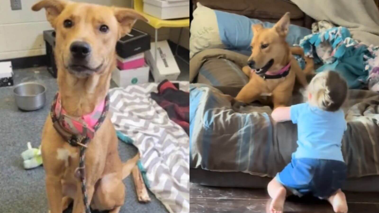 Cachorro tímido em abrigo se transforma completamente ao conhecer nova irmã