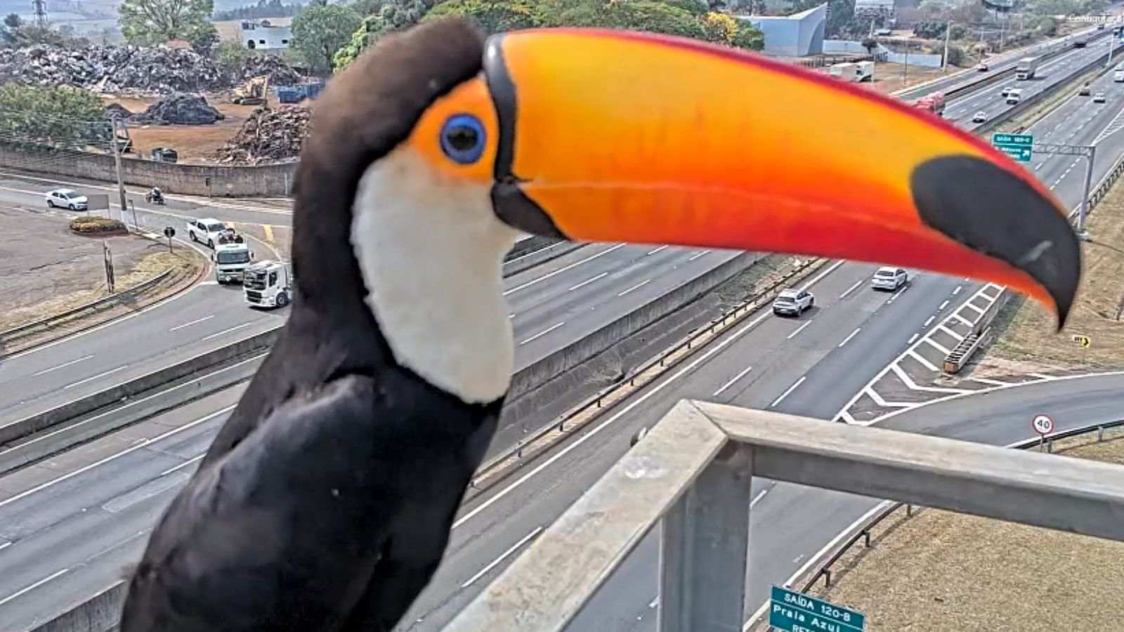 Tucano Toco visto pela câmera da CCR AutoBAn